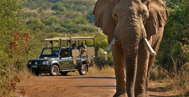 3-Hour Shared Game Drive in Pilanesberg National Park - Key Points