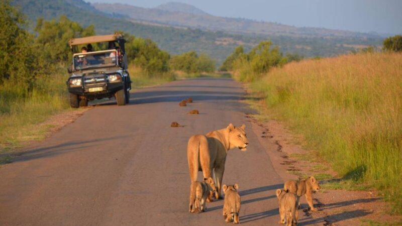 3-Hour Shared Game Drive in Pilanesberg National Park - What to Expect on the Safari