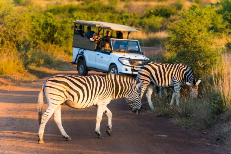 3-Hour Shared Game Drive in Pilanesberg National Park - Pickup and Meeting Points