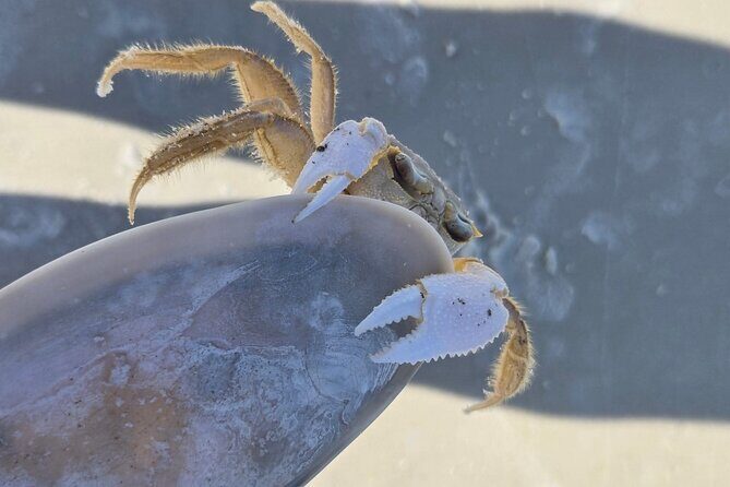 3 Hour Sunset Cruise to Shell Island - FAQ