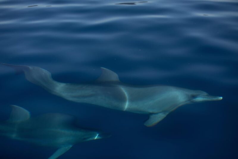 3 Hour Sunset Sailing Tour in Pula - Traveler Reviews