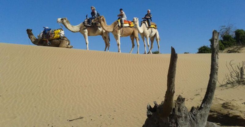 3-Hours Dromedary Ride Essaouira, Morocco - Good To Know