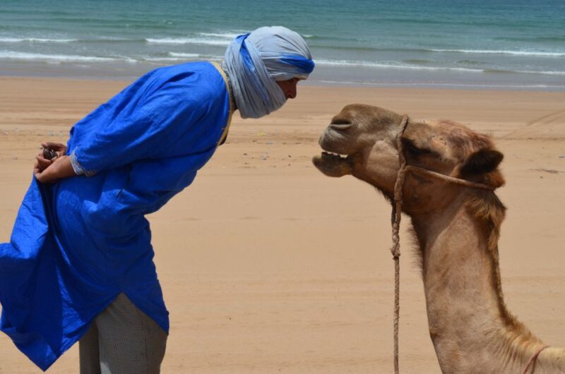 3-Hours Dromedary Ride Essaouira, Morocco - Highlights of the Dromedary Experience