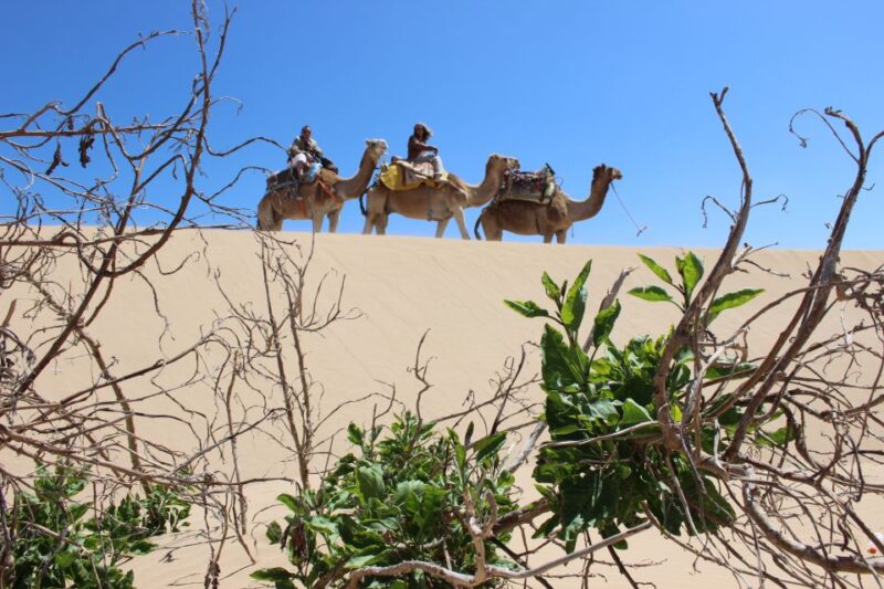 3-Hours Dromedary Ride Essaouira, Morocco - Essaouiras Scenic Landscapes