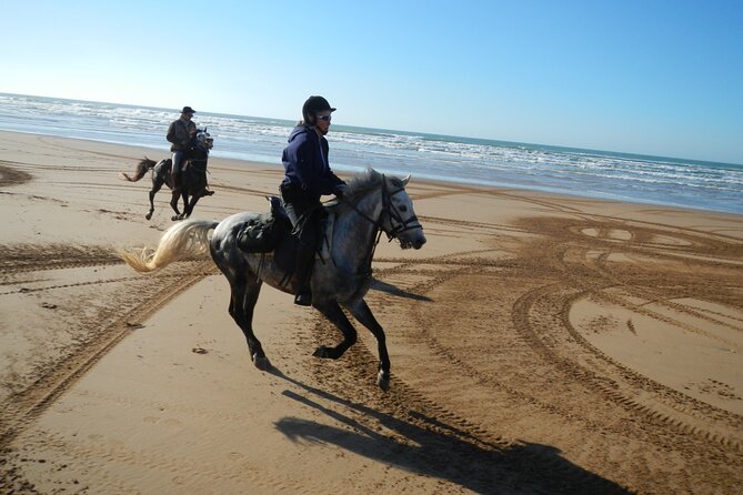 3 Hours Horse Riding in Essaouira, Beach, Forest and Dunes - Reviews and Traveler Insights