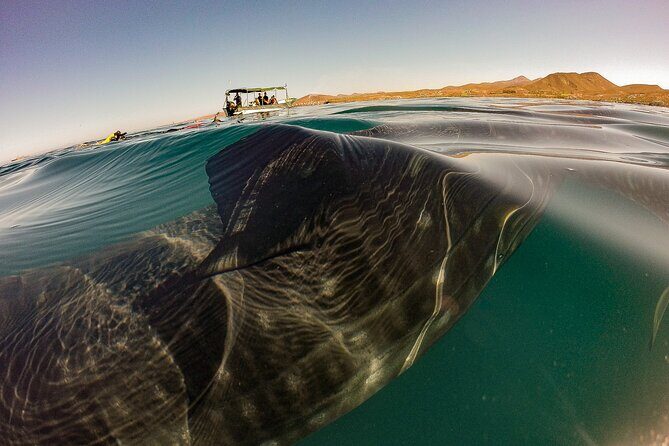 3 Hours La Paz Whale Shark First Class Snorkeling Tour - Key Points