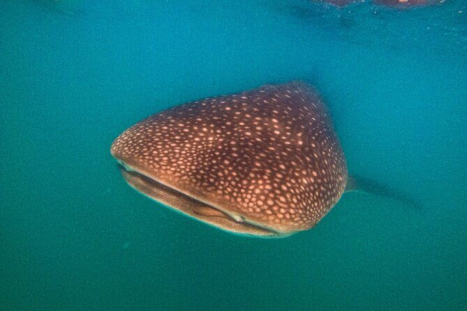 3 Hours La Paz Whale Shark First Class Snorkeling Tour - Frequently Asked Questions