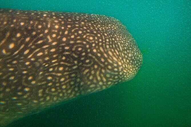 3 Hours La Paz Whale Shark First Class Snorkeling Tour - Final Thoughts