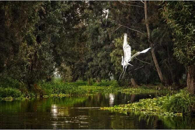 3 Hours of Kayaking at the Ancient Canals of Xochimilco - The Sum Up: Is This Kayaking Tour Worth It?