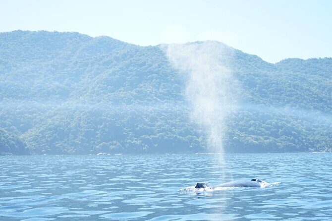 3 Hours of Whale Watching in Puerto Vallarta - What to Expect on the Tour