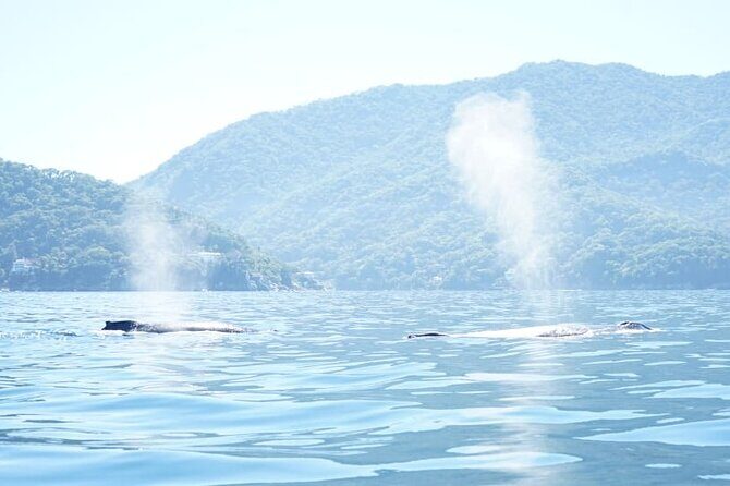 3 Hours of Whale Watching in Puerto Vallarta - Practical Tips for Travelers