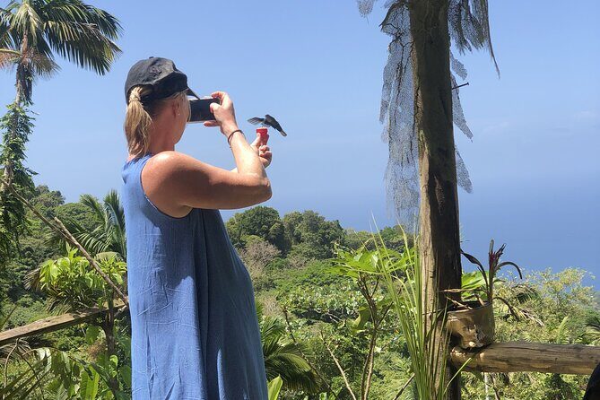 3 Hours Rainforest Group Walk with Lunch - Exploring the Rainforest: An Authentic Tobago Experience
