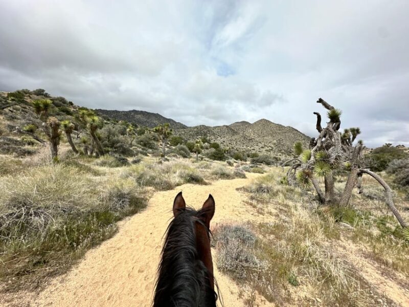 3 Hr Guided Horseback Ride: Joshua Tree National Park - Inclusions for Participants