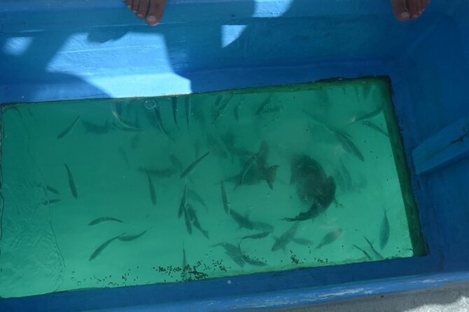 3 Hrs Glass Boat Tour in Punta Cana - Meeting and Pickup