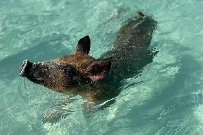 3 Islands Boat Adventure: Swimming Pigs, Turtles, And Snorkeling - Inclusions and Exclusions