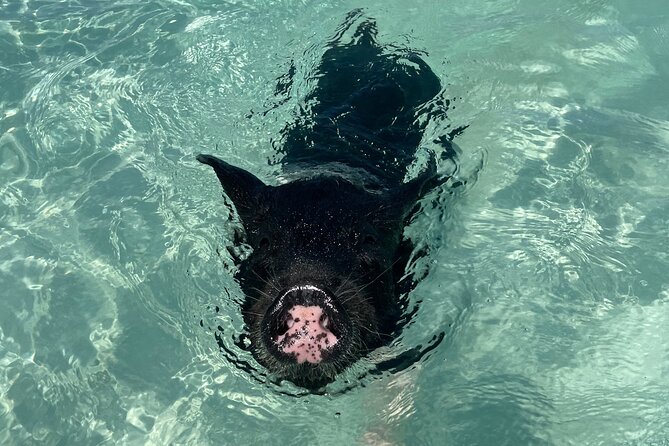 3 Islands Boat Adventure: Swimming Pigs, Turtles, And Snorkeling - Snorkeling and Encountering Turtles