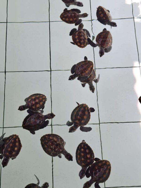 3 islands snorkeling & turtle sanctuary Gopro included - The Experience: What You’ll Love