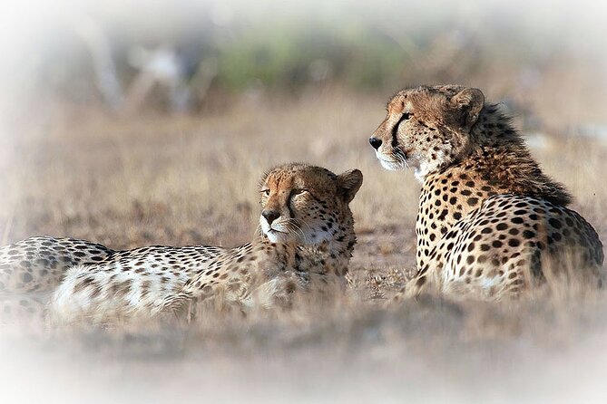 3 Night & 4 Day Private Kruger Park Safari - Curated Dining Experiences
