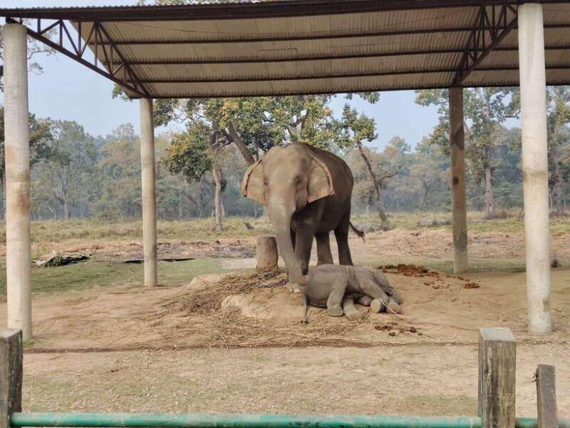3 Nights 4 Days: Chitwan National Park with Tower Night Stay - Authenticity, Comfort, and Adventure