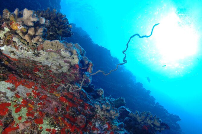 3-Tank Dive Featuring the Molokini Crater - An In-Depth Look at the Tour: What to Expect