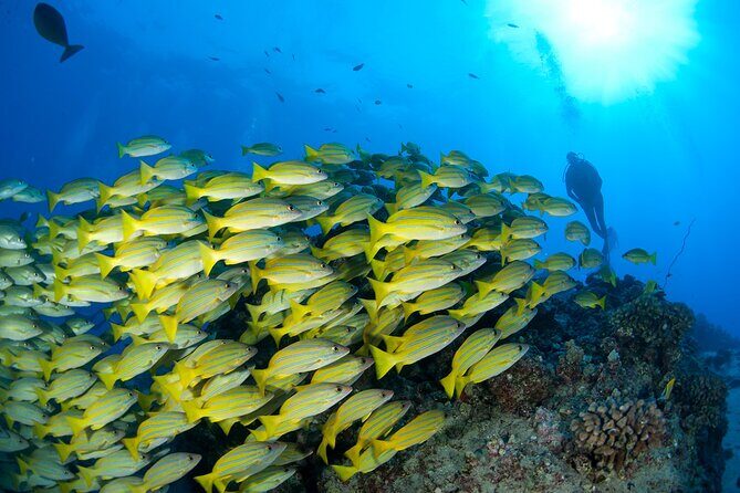 3-Tank Dive Featuring the Molokini Crater - Firsthand Insights from Past Participants