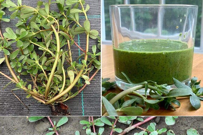 3 to 5 Hour Private Herbal Tour Shopping and Dinner at Ricks Cafe - An In-Depth Look at the Tour Experience