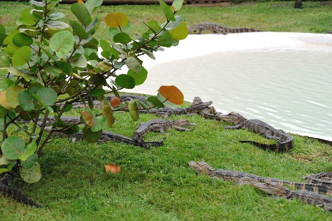 30-Minute Airboat Ride Near Orlando - Frequently Asked Questions