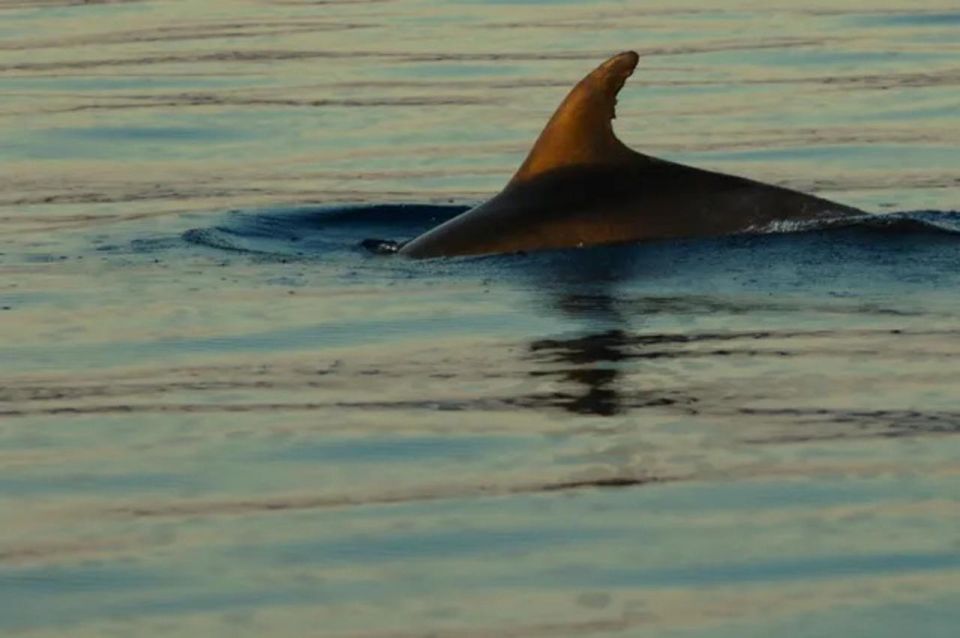 3,5h Wild Bays: Swim & Snorkel with Capt. Bobo (Public) - Practical Details and Value