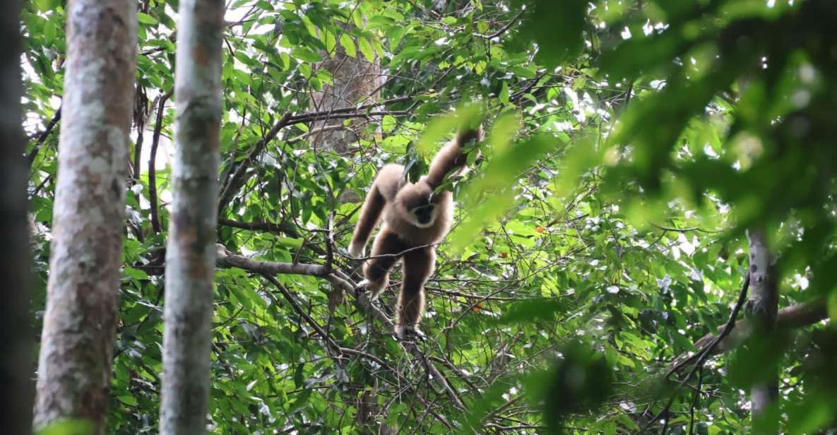 3D2N Orangutan Expedition:from Bukit Lawang - Majestic Orangutan Encounters