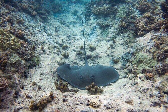 3h dolphin and snorkeling tour in a wild lagoon with Mobydick - Who Is This Tour Best Suited For?