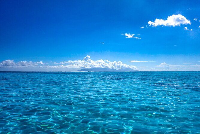 3h dolphin and snorkeling tour in a wild lagoon with Mobydick - Final Thoughts