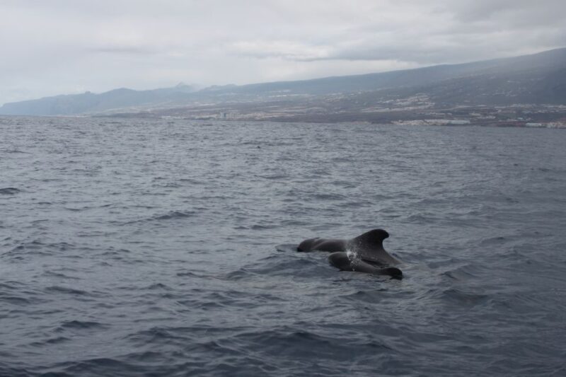 3H Private O Shared Tour to Accessible Boat En Canary Island - Key Points