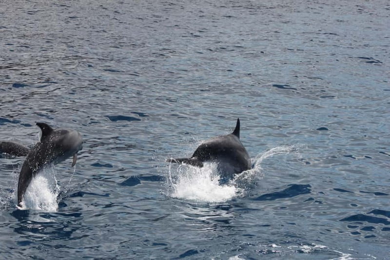 3H Shared Barrier-Free Cruise with Turtles Dolphins & Whales - A Review of the 3H Shared Barrier-Free Cruise with Turtles, Dolphins & Whales