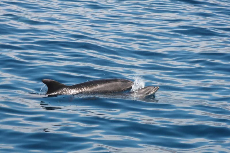 3H Shared Barrier-Free Cruise with Turtles Dolphins & Whales - Final Thoughts: Who Will Love This Tour?