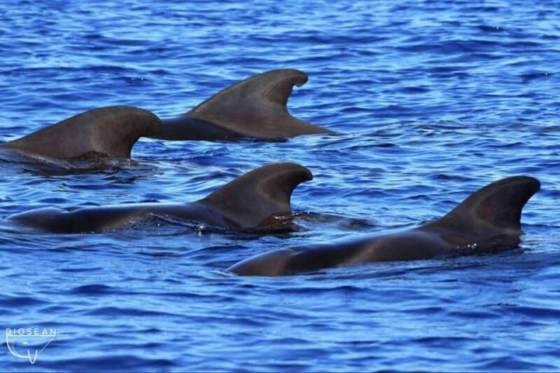 3h Whale Watching Private Tour Costa Adeje Lina7 Mizendoha - Boat Specifications