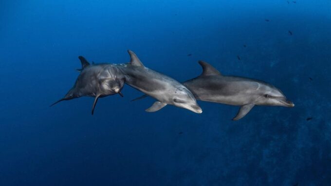 3h Whale Watching Private Tour Costa Adeje Lina7 Mizendoha - Included Services