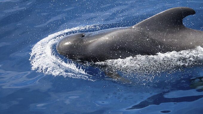 3h Whale Watching Private Tour Costa Adeje Lina7 Mizendoha - Meeting Point