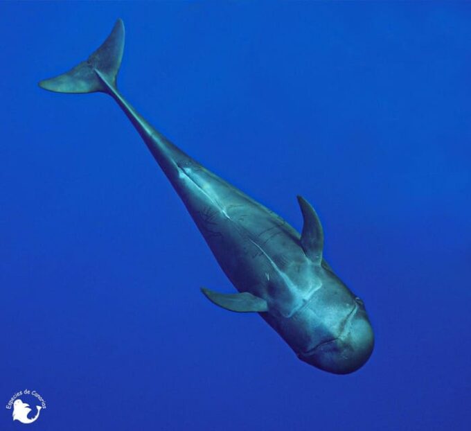 3h Whale Watching Private Tour Costa Adeje Lina7 Mizendoha - Availability and Cancellation