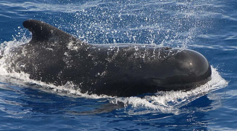 3h Whale watching Share Tour Costa Adeje Lina7 Mizendoha - Wildlife Watching and Snorkeling