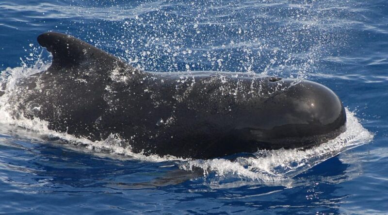 3h Whale watching Share Tour Costa Adeje Lina7 Mizendoha - Who Will Love This Tour?