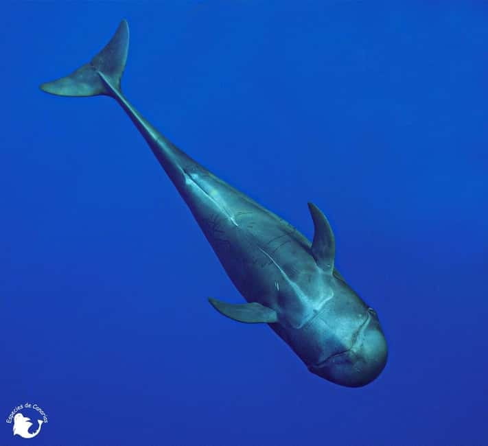3h Whale watching Share Tour Costa Adeje Lina7 Mizendoha - Price and Value