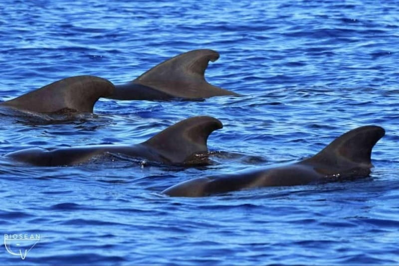 3h Whale watching Share Tour Costa Adeje Lina7 Mizendoha - Final Tips