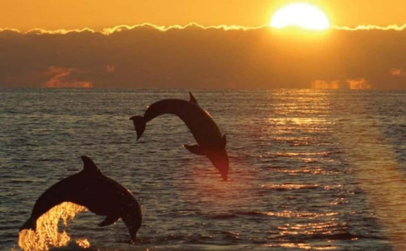 3hours Dolphin Sunset watching with unlimited drinks +dinner - Who Should Book This?