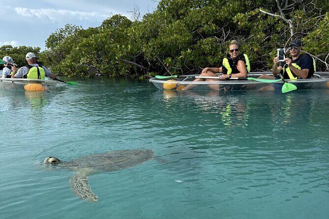 3hr Clear Kayak Tour of Mangroves, Marine Life and Iguanas - Discover the 3-Hour Clear Kayak Tour of Mangroves, Marine Life, and Iguanas in Turks and Caicos