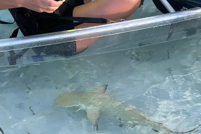 3hr Clear Kayak Tour of Mangroves, Marine Life and Iguanas - Exploring the Full Experience: What You Can Expect