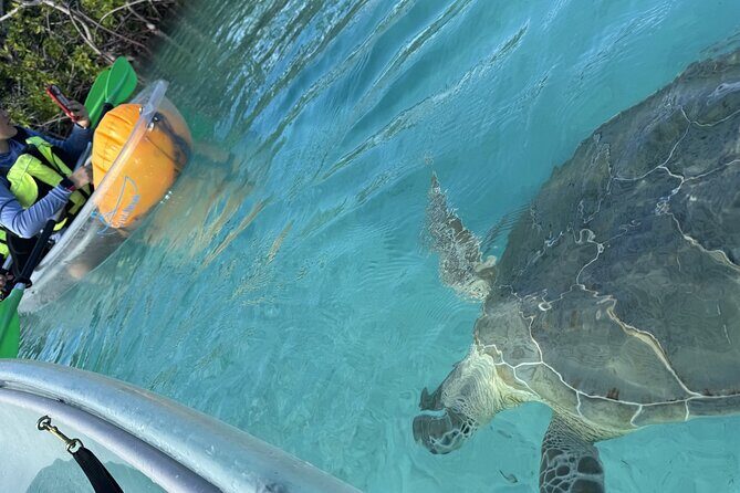 3hr Clear Kayak Tour of Mangroves, Marine Life and Iguanas - Authentic Encounters and Real-World Insights
