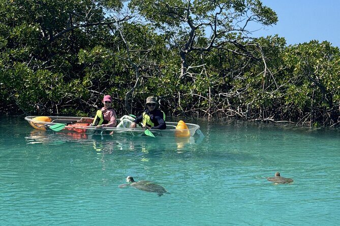 3hr Clear Kayak Tour of Mangroves, Marine Life and Iguanas - The Sum Up: Who Will Love This Tour?