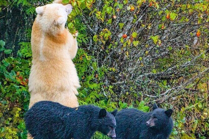 3hr Custom Private Tour of Ketchikan (4 People) Wildlife + More - Final Thoughts: Is This Tour for You?