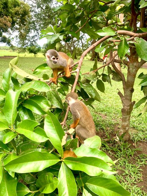 4-Day All Inclusive Pacaya Samiria Reserve From Iquitos - Frequently Asked Questions