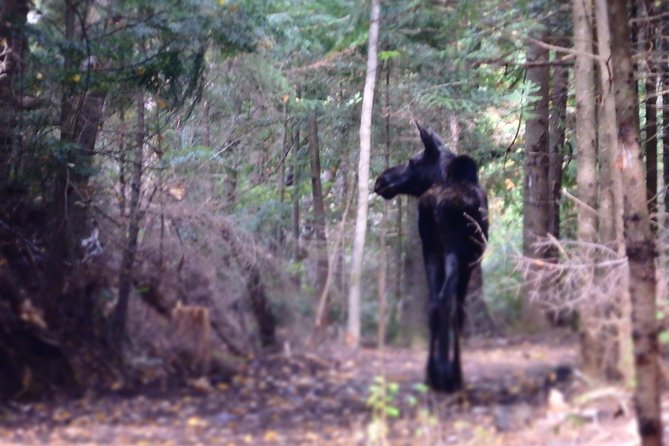 4-Day Canadian Camping Road Trip (Moose On The Loose) - Meeting and Pickup
